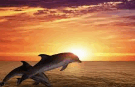 Dolphin Watching Bliss: Glamping Near Cardigan Bay Wildlife